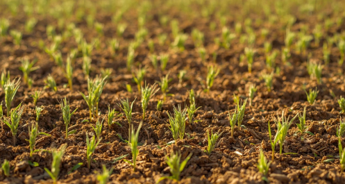 Semer sans compter l'angoisse